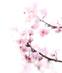 Pin On Cool Wallpaper Anime