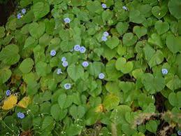 Image result for Ipomoea parasitica