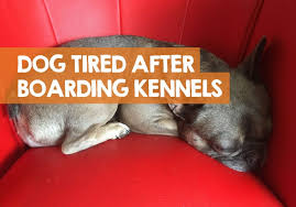 Find the perfect care to fit your pet needs. Why Your Dog Is Lethargic After Boarding Kennels 5 Reasons