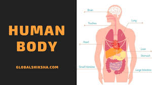 The best selection of royalty free female human internal organs vector art, graphics and stock illustrations. Class 6 Science Human Body Body Movements Joints Youtube