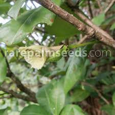 Image result for Rhigozum zambesiacum