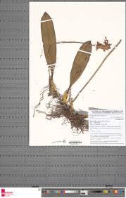 Image result for Bulbophyllum schinzianum