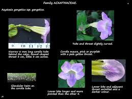 Image result for Asystasia gangetica
