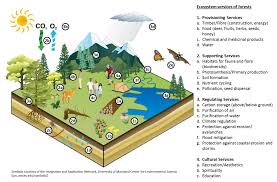 Muni he first came to the public's knowledge as a 15 year old when she qualified for the us women's open and where she. Remote Sensing Free Full Text Earth Observation Based Monitoring Of Forests In Germany A Review Html