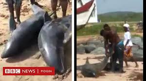 Download in under 30 seconds. Dolphin Fish Washed Ashore In Ghana Why Sea Mammals Dey Float Go De Shores Of Di West Africa Country Bbc News Pidgin