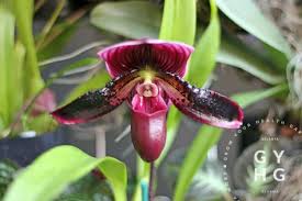 Within the garden is the fuqua orchid center, a relatively new complex, which is home to the largest collection of species orchids on permanent display in america. Atlanta Botanical Garden Orchid Daze 2021 Grow Your Health Gardening