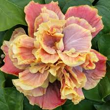 Pin On Shop It Out Big Bad Flower Marketplace