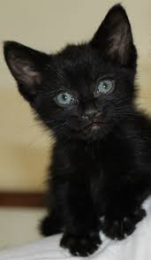 Click the link and check out the photos! Our Tiny Black Kitten Ben Kittens Cutest Cats Cute Cats