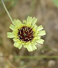 Image result for Tolpis capensis