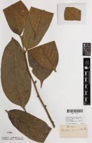 Image result for Monoon