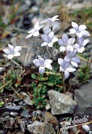 Image result for Wahlenbergia krebsii