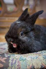 Black Rabbit With Mouth Open Cute Bunny Pictures Cute Baby Bunnies Bunny Pictures