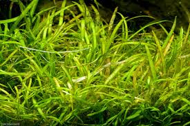 Image result for Ranalisma