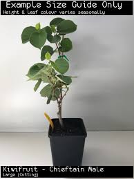 Arguta) can effectively pollinate only a female hardy kiwi. Kiwifruit Actinidia Deliciosa