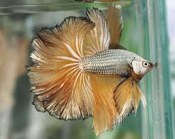 Full Mask Yellow Dragon Betta These Are Freshwater Can Be Slightly Brackish Bettas Were The First Fish I Started Raising Love Them Betta Fish Betta Fish