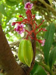 Forty percent of dominican workers are in the agricultural sector, and preferences, the government has diversified the agricultural sector by introducing coffee, patchouli, aloe vera, cut flowers, and exotic fruits such as mangoes. Pin On So Gastronomy