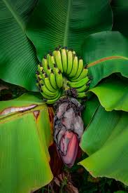 The banana originated as a tiny fruit with large seeds like peppercorns. Pin On Beautiful Places And Things