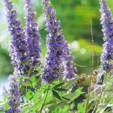Image result for Vitex mombassae