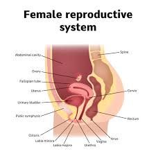 What are the external parts? There S One Anatomy Fact That Almost No Man Seems To Know Iflscience