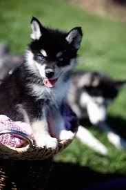 Pomsky Information And Pictures