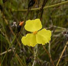 Image result for Xyris parvula