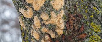 We did not find results for: Home Powell Tree Services Toronto Tree Service Tree Removal Arborist Reports Stump Removal Tree Pruning