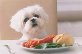 10 Alimentos Prohibidos Para Perros Evita La Intoxicacion