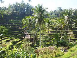 Endonezya'nın lombok adasına gidene kadar sasaklar kimlerdir, sasak köyü nerededir hiçbir bilgimiz yoktu. Lordlarin Adasi Bali Nin Cennet Diyar Bolgesi Ubud Denemenlazim