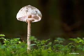 Parasolpilz Erkennen Verwechslung Vermeiden Ist Der Parasol Giftig