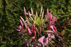 Image result for Cleome maculata