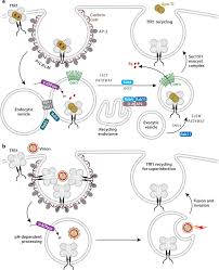 I can't even count the number of. Crossing The Iron Gate Why And How Transferrin Receptors Mediate Viral Entry Abstract Europe Pmc