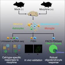 Leider ist der hp support für win98 treiber im juli 2007 eingestellt worden. Single Cell Rna Seq Uncovers A Robust Transcriptional Response To Morphine By Glia Sciencedirect