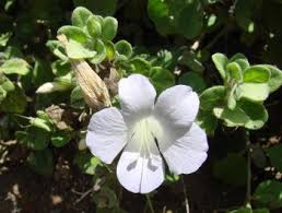 Image result for Barleria capitata
