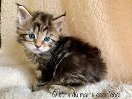 Epingle Sur Chat