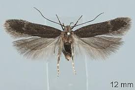 Image result for Bryotropha similis