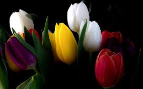 Red Tulips Flowers Mountains Red Tulips Flowers Mountains Hd Wallpaper Wallpaperbetter Em 2020 Papel De Parede Flores Flor Tulipa Tulipas Roxas