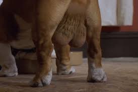 National lampoon's van wilder stars ryan reynolds as the title character. Van Wilder Dog Nuts Contoh Soal Himpunan
