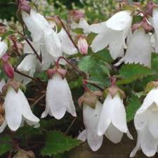 Image result for Campanula edulis