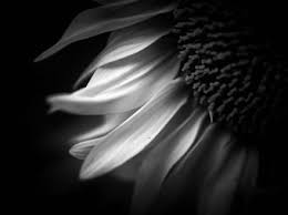 Photography black and white flower pictures. Botanical Beauty The Leica Camera Blog