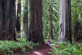 Last name 1 someone teacher ap language and composition per, 2 20 october 2016 rhetorical analysis of john muir's save the redwoods in save the redwoods, environmentalist john muir is speaking up on the issue of the decreasing amount of trees in america. Save The Redwoods League Sutori