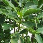 Image result for Pavetta gardeniifolia