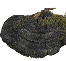 Image result for Phellinus rimosus