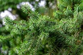 Check spelling or type a new query. Identify Types Of Fir Trees In America