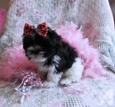 Malshi Female Emma Gorgeous Designer Breed Shih Tzu Puppy Puppies