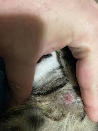 Image result for cuterebriasis in dogs