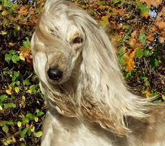 Maybe you would like to learn more about one of these? Dog Side Stories Afghan Hound Afgkan Xaoynt