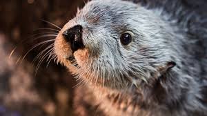 Your pet must travel in a suitable pet travel bag of max. Oldest Southern Sea Otter In Captivity Dies In California Abc News