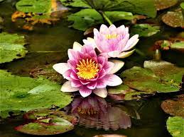 Check spelling or type a new query. Hokkaido University Ono Pond Sapporo 2021 All You Need To Know Before You Go Tours Tickets With Photos Tripadvisor
