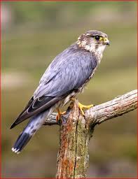 Small British Birds Of Prey Images Merlin A Falcon Not A Hawk British Birds Of Prey Merlin Bird Birds