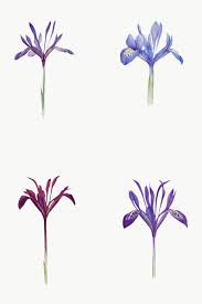 Vintage Iris Flower Illustrations Collection Transparent Png Premium Image By Rawpixel Com Iris Flowers Iris Flower Tattoo Flower Illustration